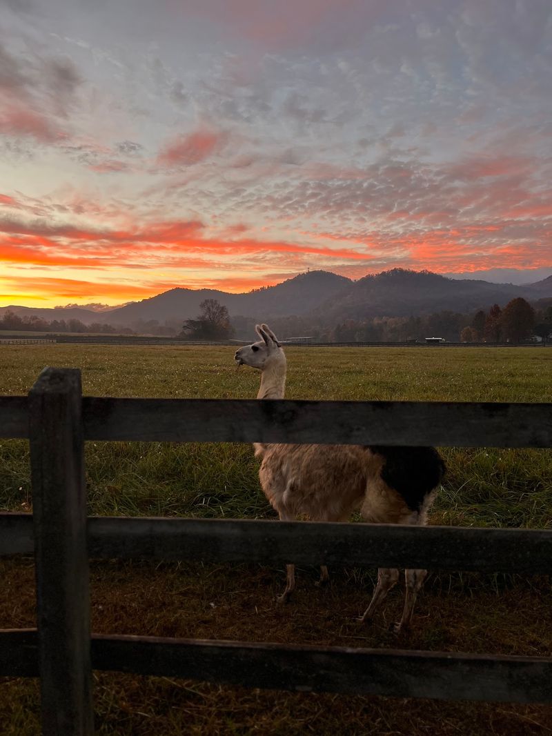 The Working Farm That Wins Over the Kids The Working Farm That Wins Over the Kids