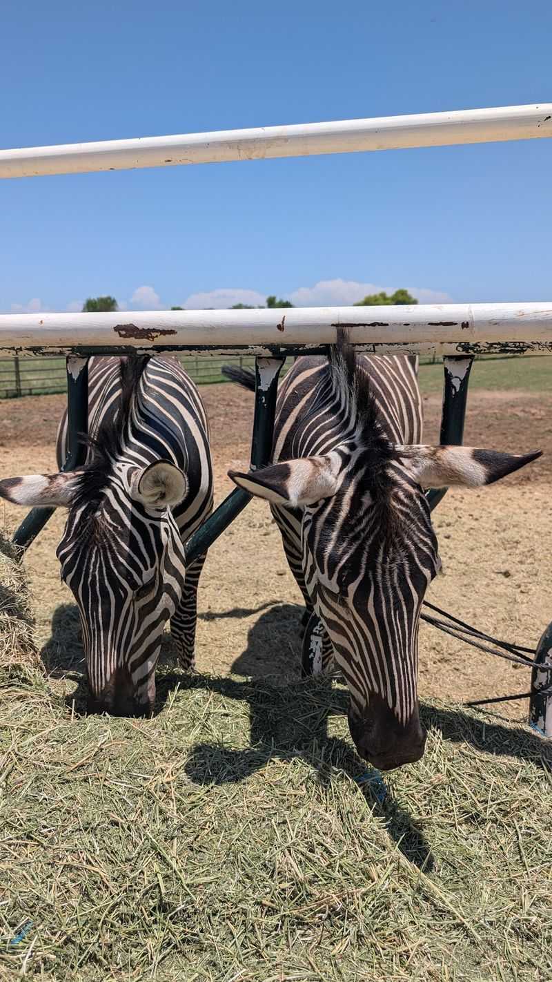 The Zebras Everyone Talks About The Zebras Everyone Talks About