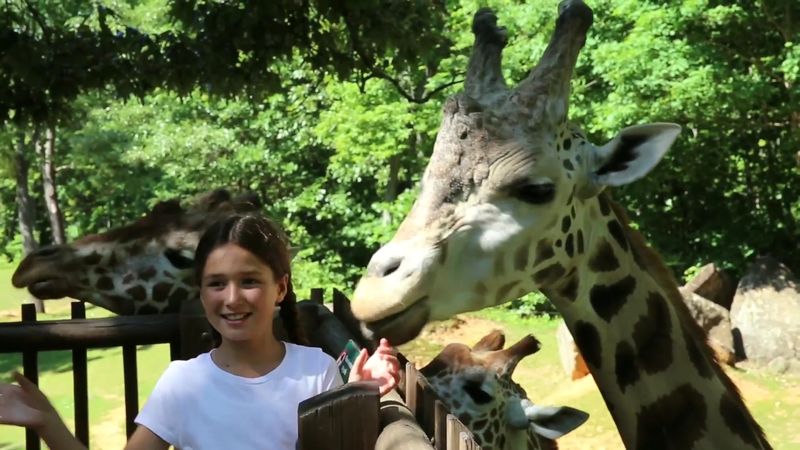 The Zoofari Ride That Gets You Close