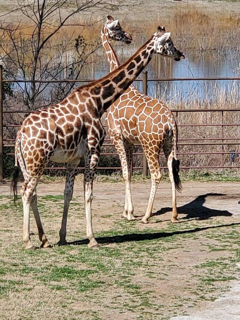 The Zoo's Growing Story and Ongoing Transformation The Zoo's Growing Story and Ongoing Transformation