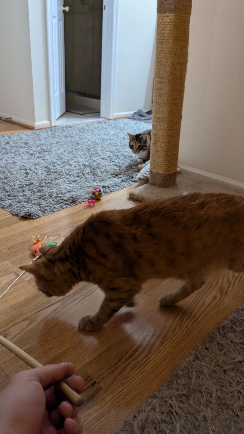 The careful art of pet matching The careful art of pet matching