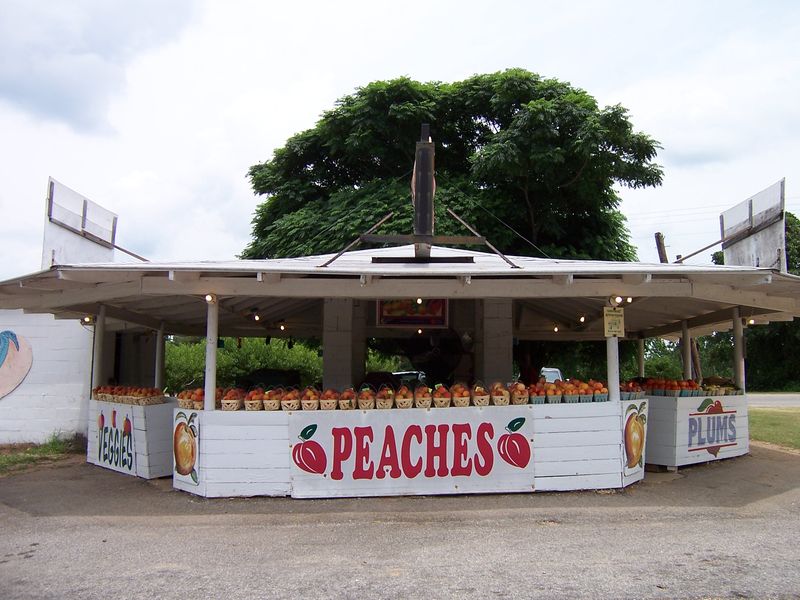 The enduring find is North Carolina’s peach culture The enduring find is North Carolina’s peach culture
