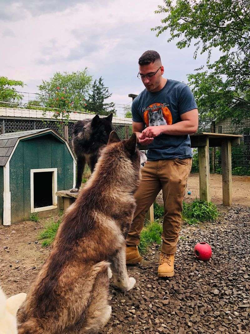 The wolfdogs most shelters cannot simply place The wolfdogs most shelters cannot simply place
