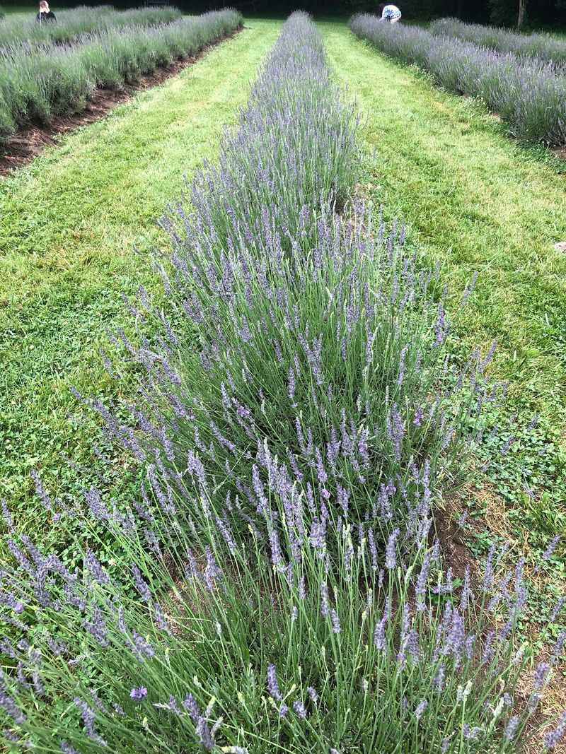 These Ohio Lavender Farms Turn a Hot Afternoon Into Rows of Purple and a Bundle to Carry Home