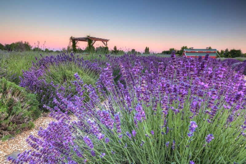Thirty-Plus Varieties and a Field That Never Looks the Same Twice