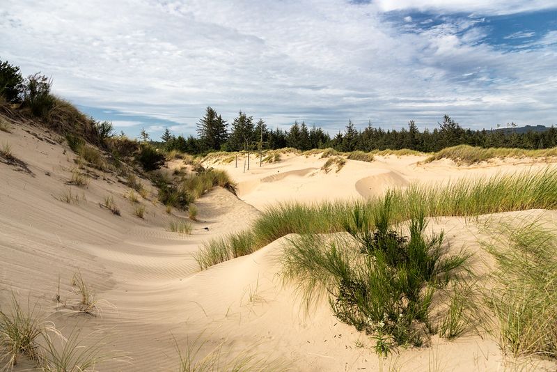 Threemile Lake South Trail - Oregon Dunes