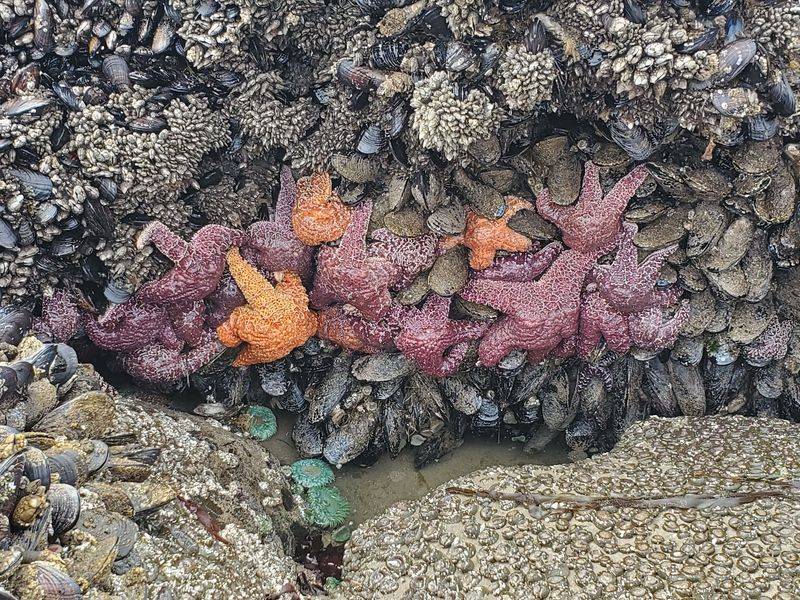 Tide Pools Bursting With Colorful Sea Life