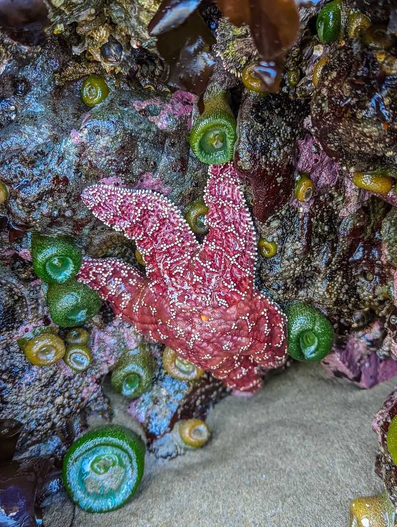 Tide Pools Full of Hidden Life Tide Pools Full of Hidden Life