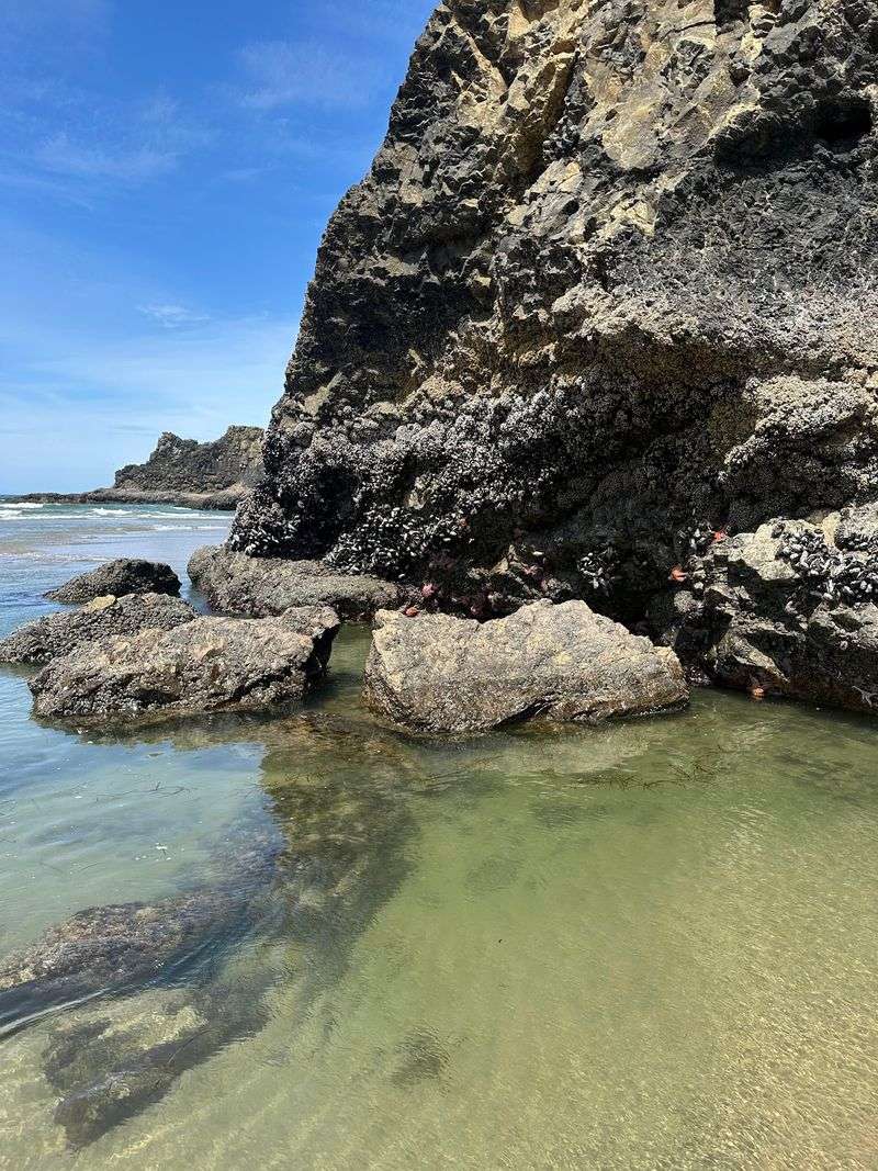 Tide Pools Full of Life Worth Slowing Down For