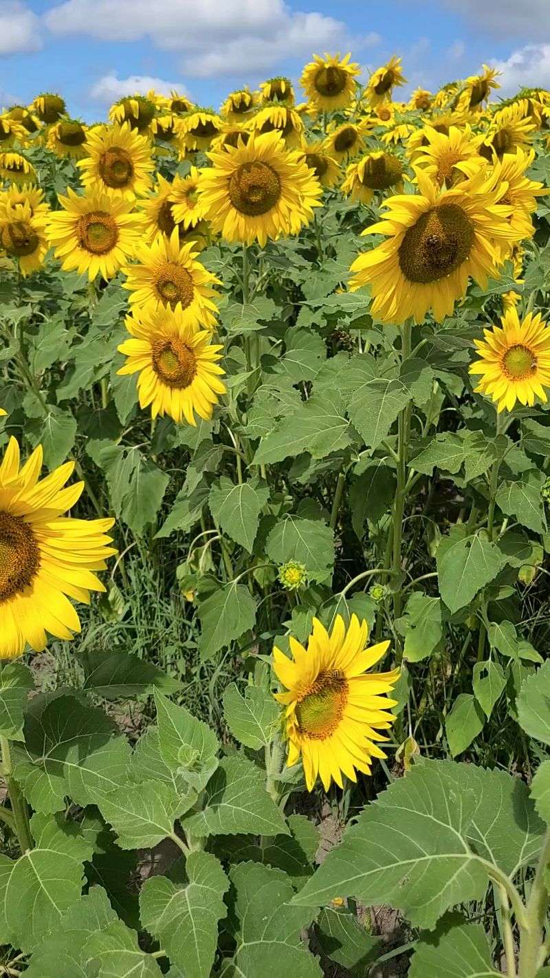 Timing the Peak Bloom