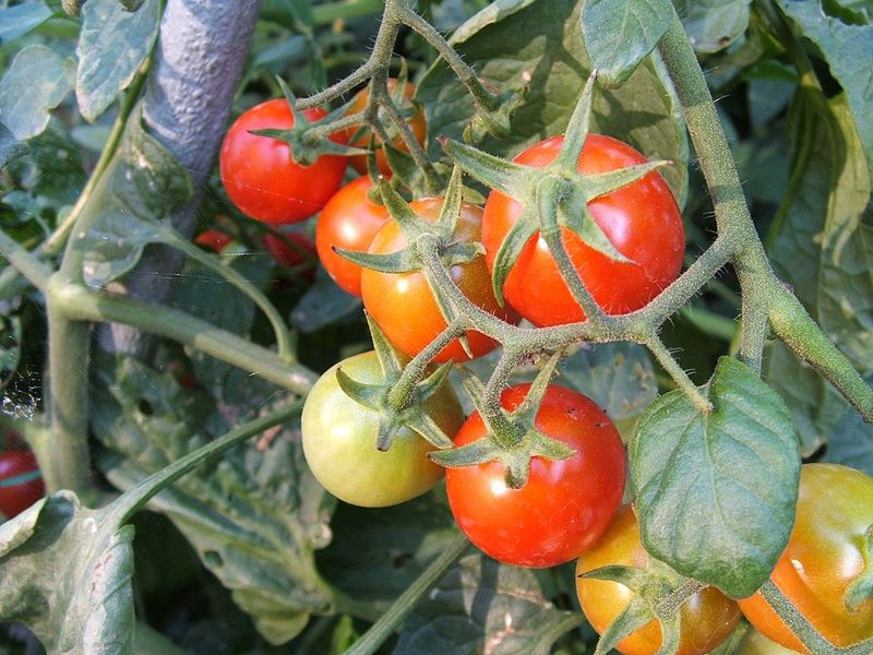 Tomatoes Were Once Feared by Some Europeans Tomatoes Were Once Feared by Some Europeans