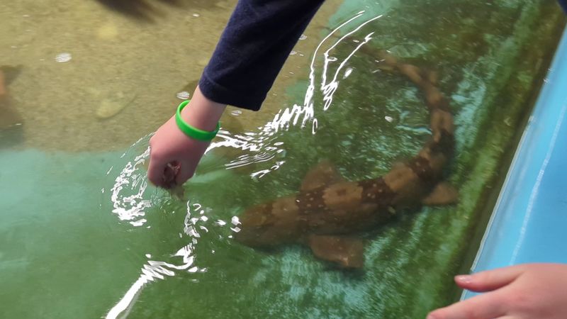 Touch Tanks That Actually Deliver Touch Tanks That Actually Deliver