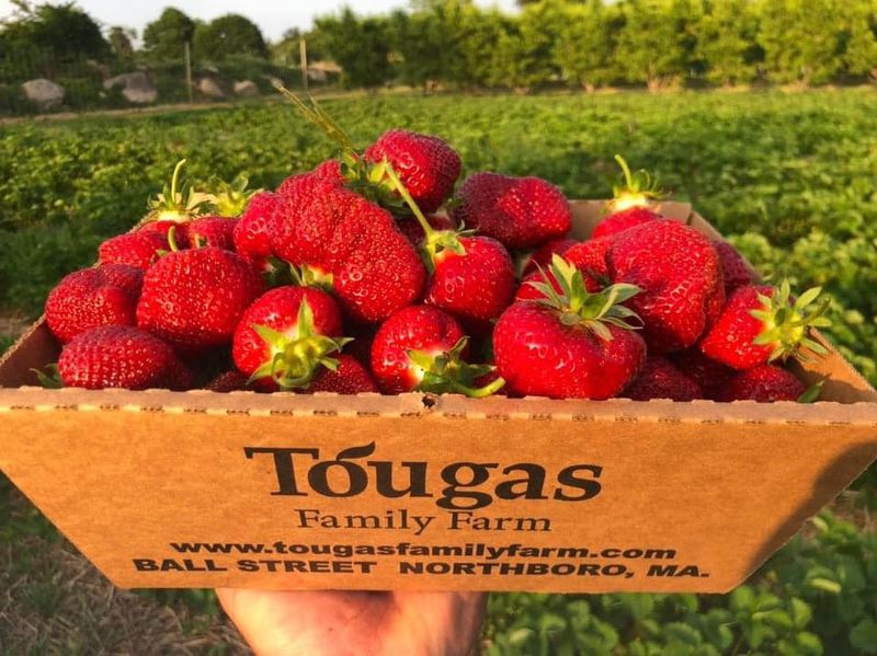 Tougas Family Farm, Northborough Tougas Family Farm, Northborough