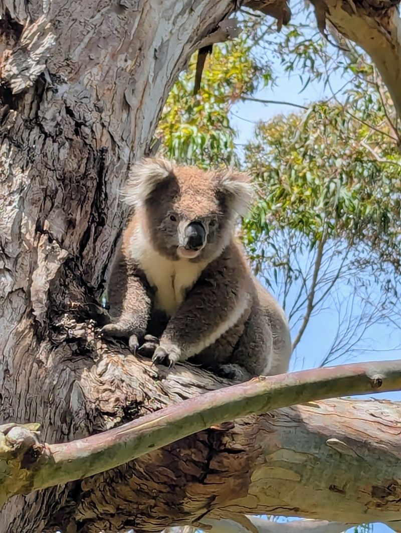 Tower Hill Wildlife Reserve, Victoria Tower Hill Wildlife Reserve, Victoria