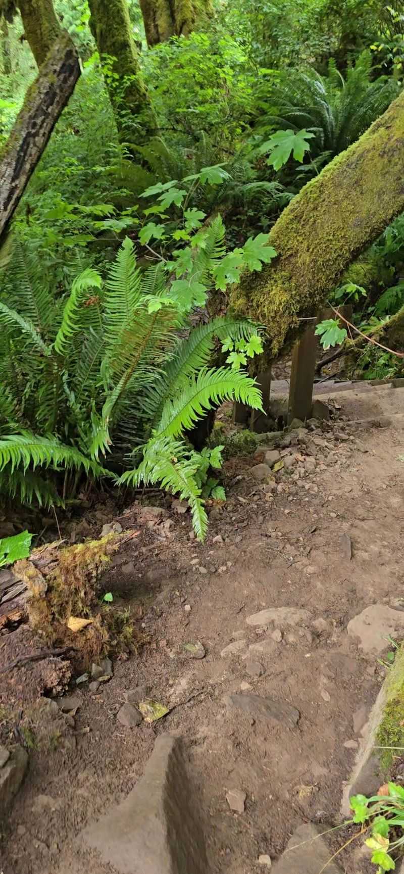 Trail Conditions and What to Expect Underfoot Trail Conditions and What to Expect Underfoot