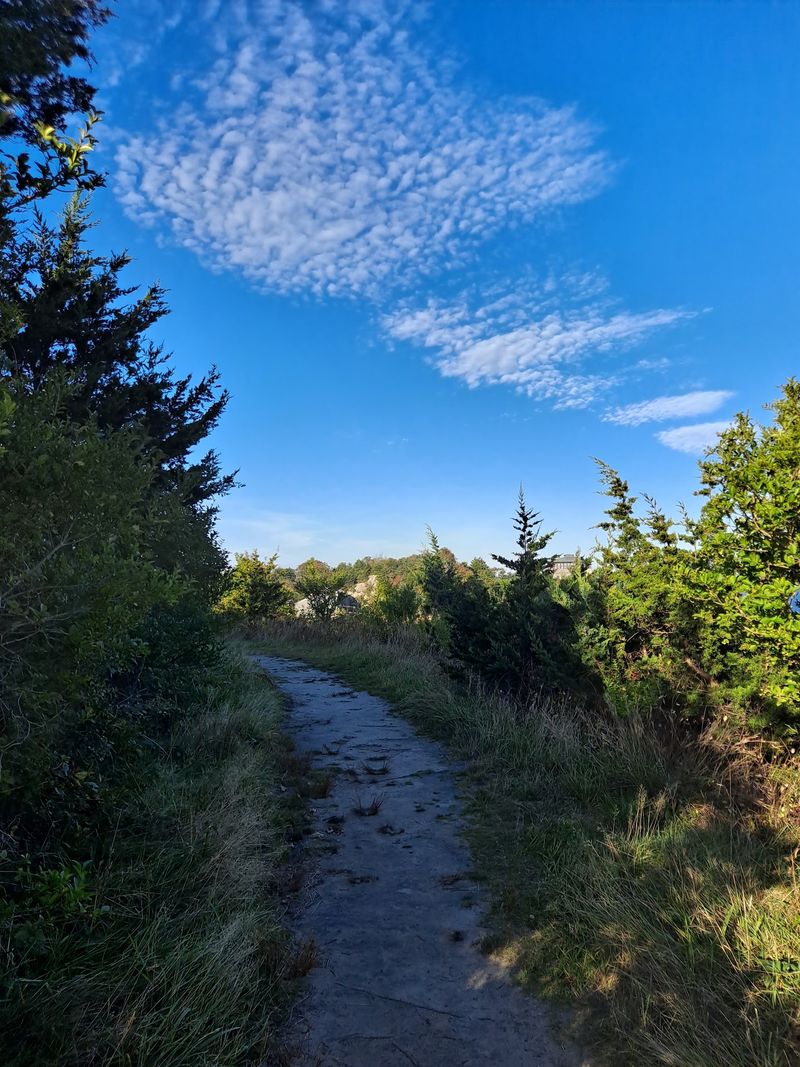 Trails And Hidden Paths Through The Brush Trails And Hidden Paths Through The Brush