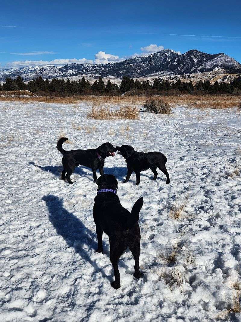 Trails Built for Everyone, Including the Four-Legged Crowd