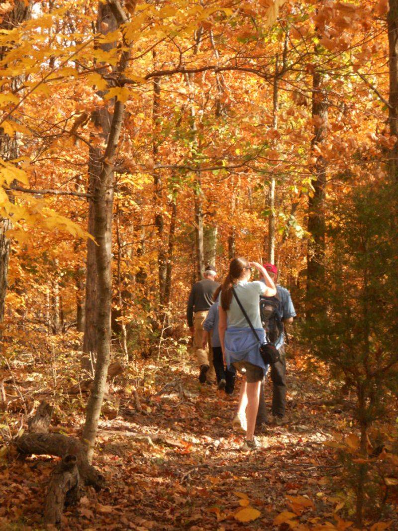Trails That Wind Through Deep Forest Trails That Wind Through Deep Forest