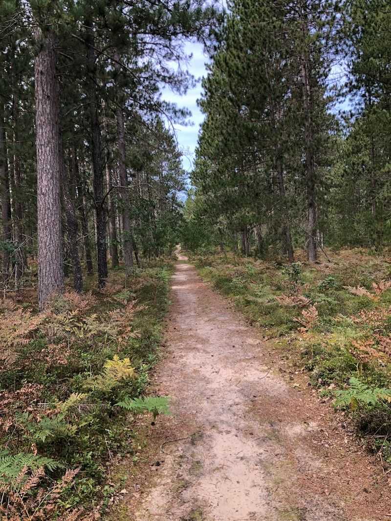 Trails That Wind Through Forest and Wilderness Trails That Wind Through Forest and Wilderness