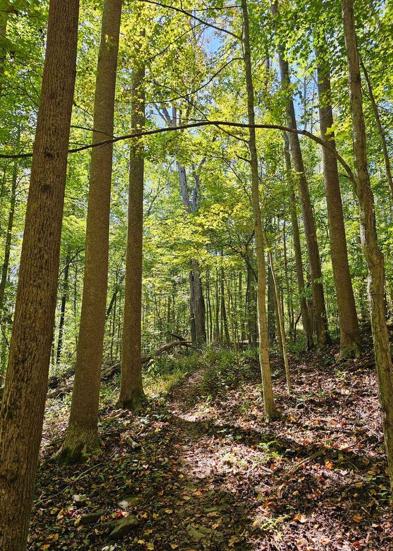 Trails That Wind Through Woods and History Trails That Wind Through Woods and History