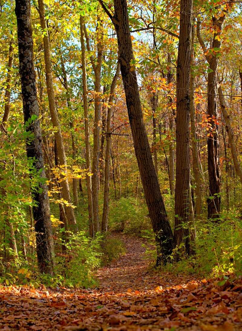 Trails Through Woods, Prairie, and Pond