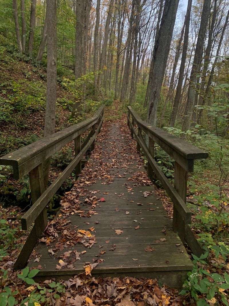 Trails, Trees, and the Susquehannock Connection Trails, Trees, and the Susquehannock Connection