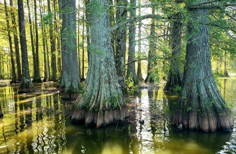 Trap Pond State Park, Laurel, Delaware Trap Pond State Park, Laurel, Delaware