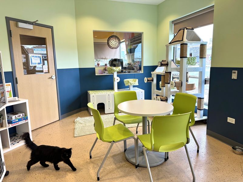 Tree House Cat Cafe - Chicago Tree House Cat Cafe - Chicago