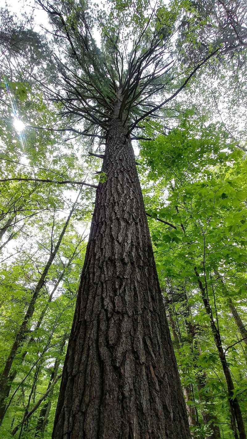 Trees That Were Already Old When America Was Founded Trees That Were Already Old When America Was Founded