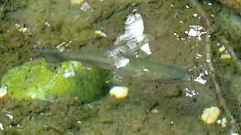Trout in the Water and Why You Can Actually Fish Here Trout in the Water and Why You Can Actually Fish Here