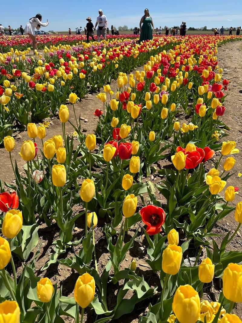 Tulip Season Transforms the Farm Every Spring