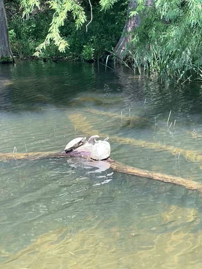 Turtles, Birds, and the Wildlife You Paddle Past Turtles, Birds, and the Wildlife You Paddle Past
