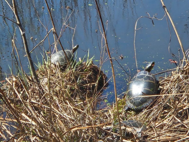 Turtles, Critters, and Small Surprises Turtles, Critters, and Small Surprises