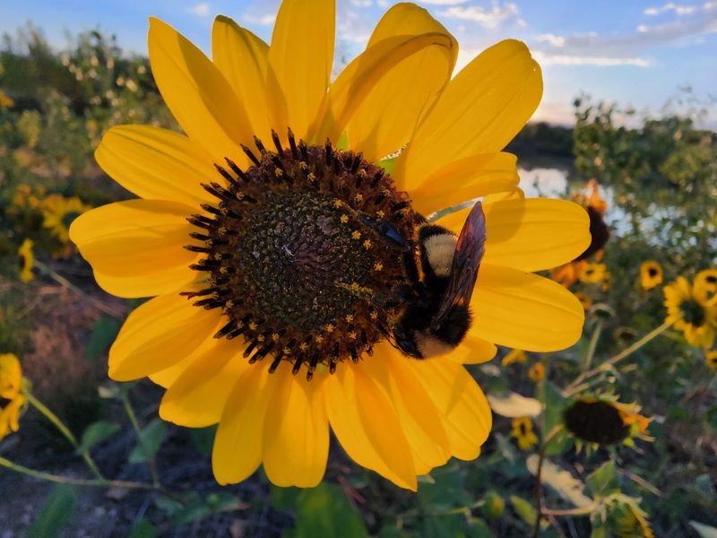 Turtles, Insects, and the Smaller Wildlife Worth Slowing Down For