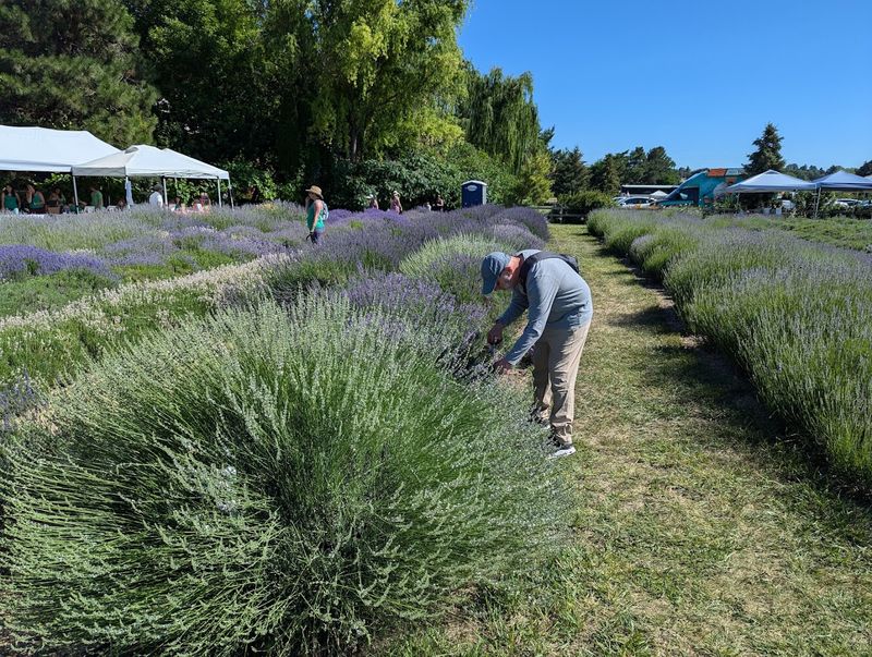 U-Pick Lavender: The Most Fragrant Afternoon You Will Have All Summer