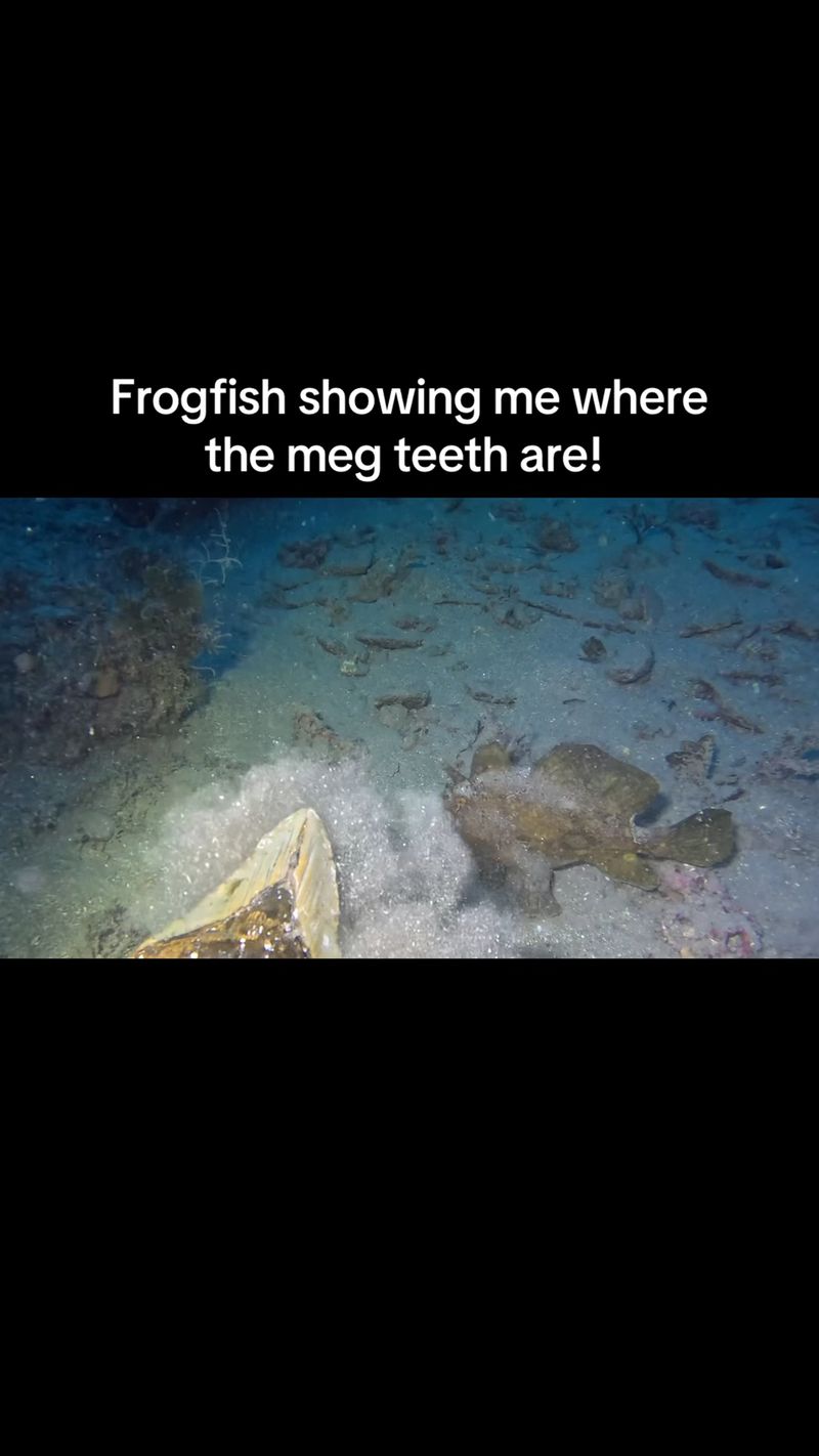 Underwater Worlds For Divers Underwater Worlds For Divers