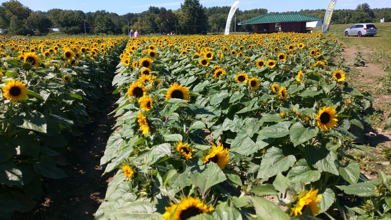 Verrill Farm, Concord Verrill Farm, Concord
