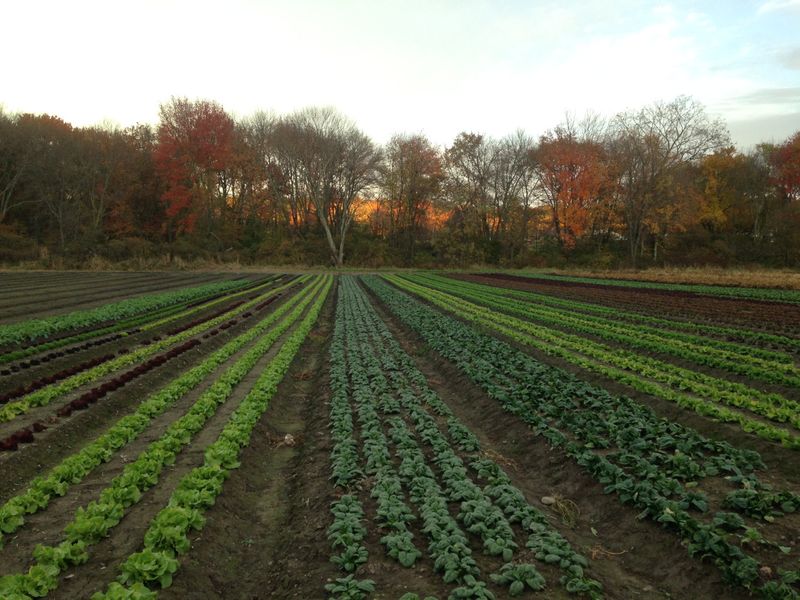 Verrill Farm, Concord Verrill Farm, Concord