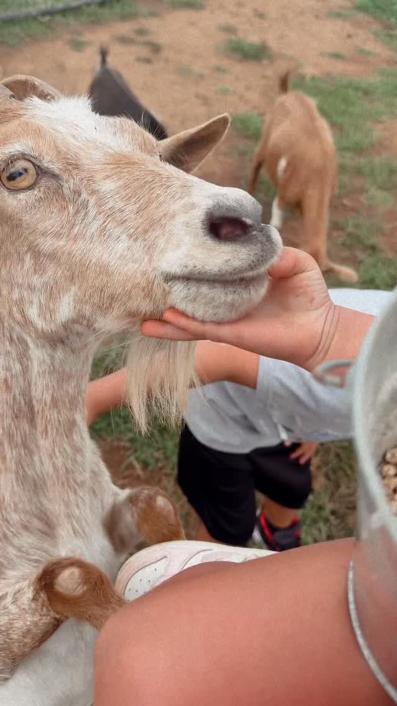 Visitors can meet many animals up close, not necessarily every one Visitors can meet many animals up close, not necessarily every one