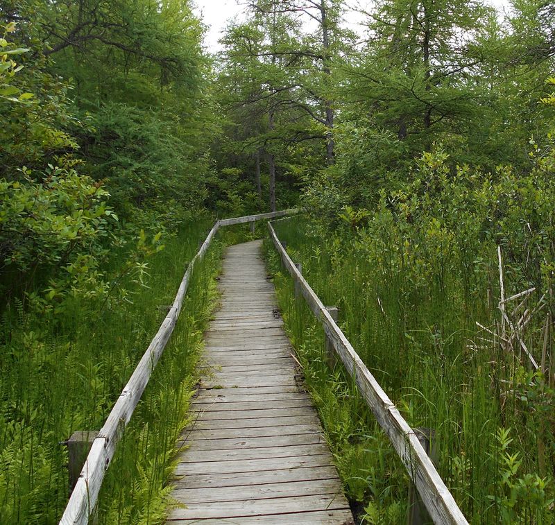 Volo Bog Interpretive Trail in Ingleside Volo Bog Interpretive Trail in Ingleside