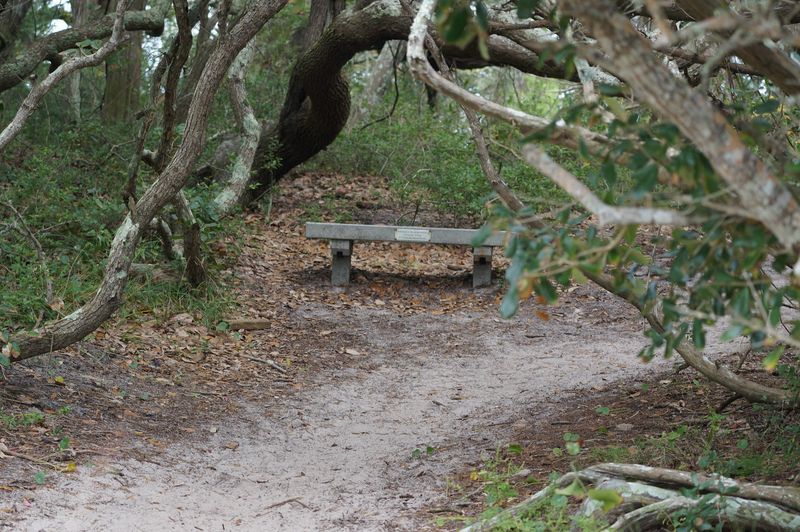 Walking Through a Maritime Forest