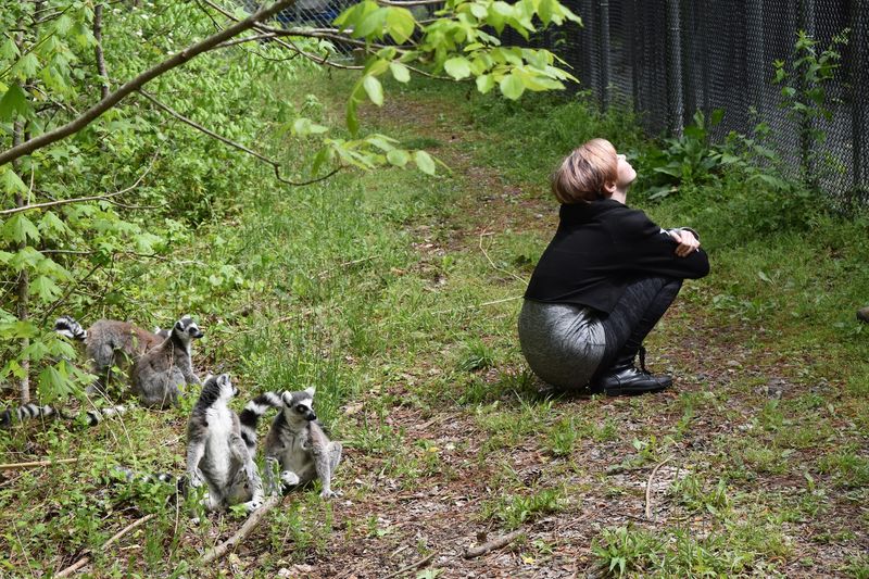Walking With Lemurs in the Open Forest Walking With Lemurs in the Open Forest