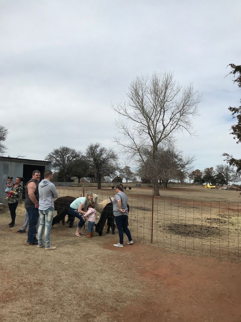 Walking an Alpaca Through the Obstacle Course