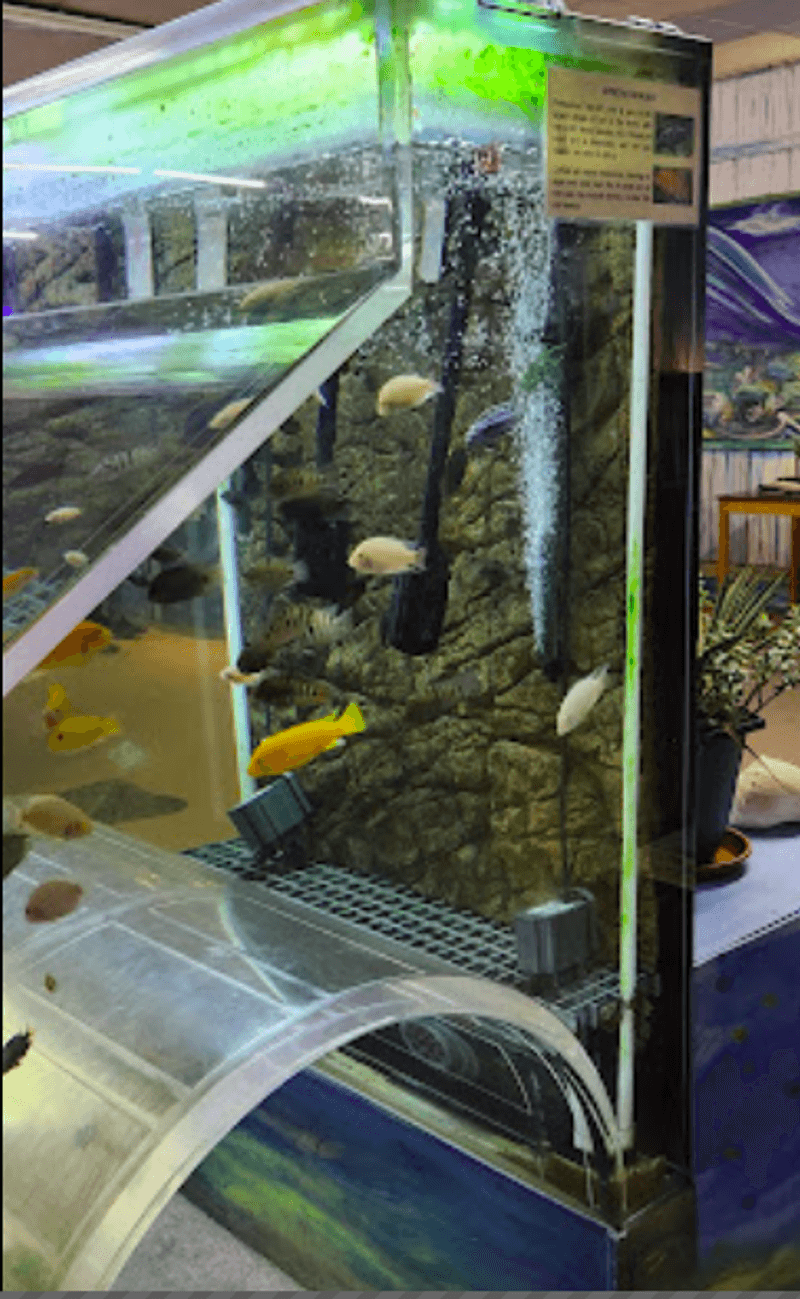 Wall Murals and African Cichlid Tunnel Wall Murals and African Cichlid Tunnel