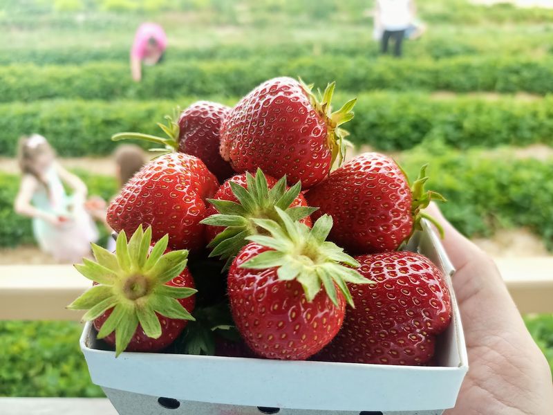 Ward's Berry Farm, Sharon Ward's Berry Farm, Sharon