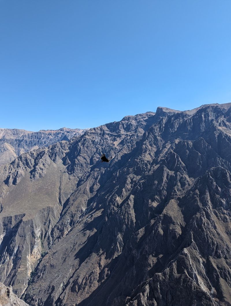 Watch Andean Condors Over Colca Canyon, Peru Watch Andean Condors Over Colca Canyon, Peru