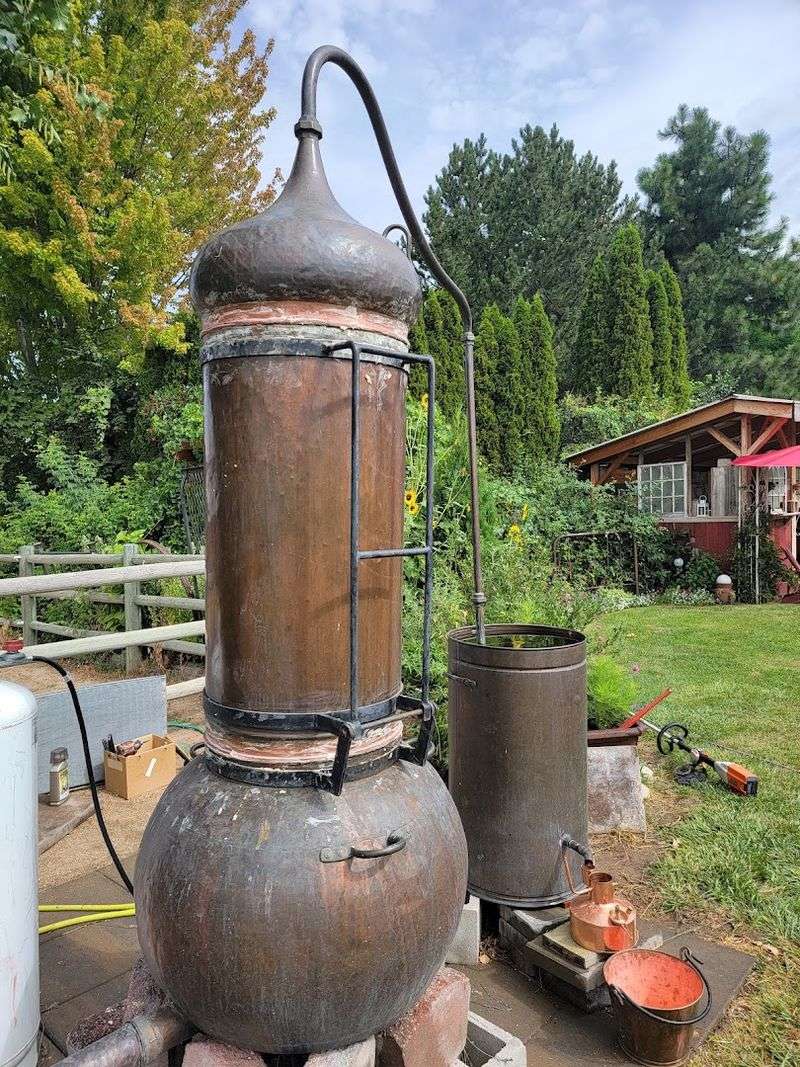Watching Lavender Become Oil: The Distilling Process Up Close