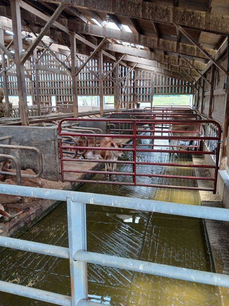 Watching the Milking Parlor in Action