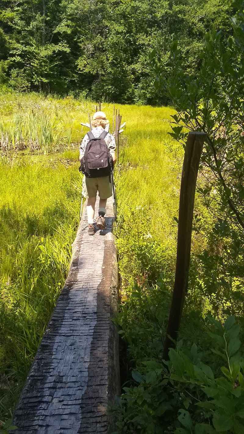 Wetlands, Bogs, and the Quiet Pulse of a Living Ecosystem Wetlands, Bogs, and the Quiet Pulse of a Living Ecosystem