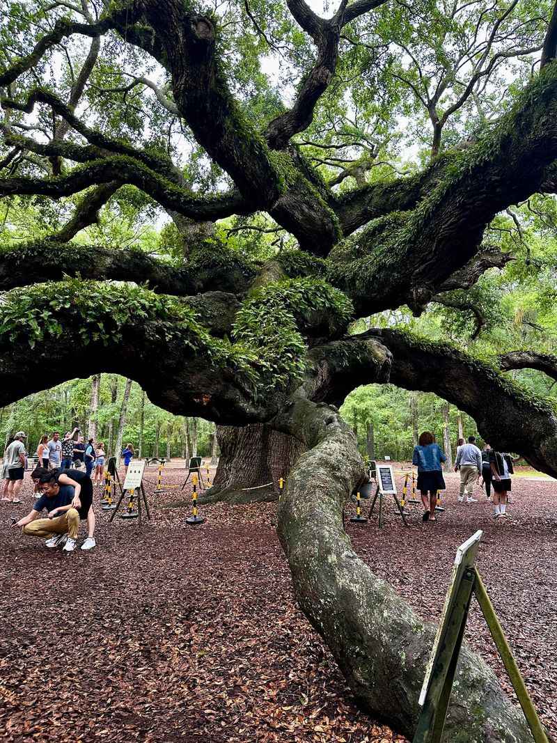 What 17,000 Square Feet of Shade Actually Feels Like What 17,000 Square Feet of Shade Actually Feels Like